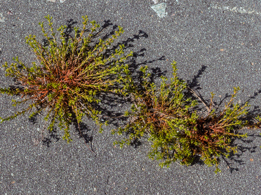 image of Polypremum procumbens, Juniperleaf, Polypremum, Rustweed