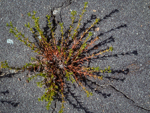 image of Polypremum procumbens, Juniperleaf, Polypremum, Rustweed