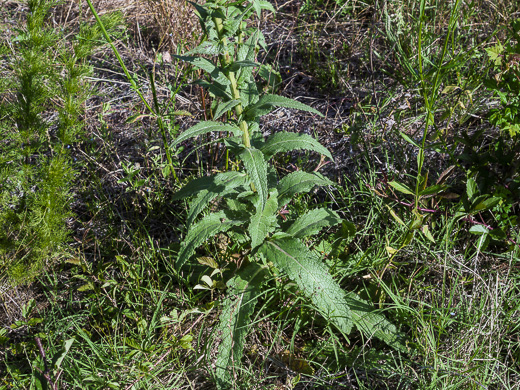 image of Verbascum virgatum, Wand Mullein, Twiggy Mullein, Moth Mullein