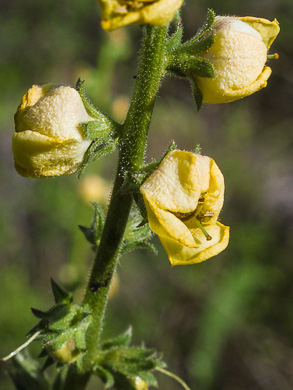 image of Verbascum virgatum, Wand Mullein, Twiggy Mullein, Moth Mullein