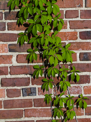 image of Parthenocissus quinquefolia, Virginia Creeper