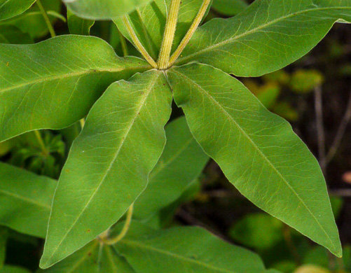 image of Coreopsis major var. major, Whorled Coreopsis, Woodland Coreopsis