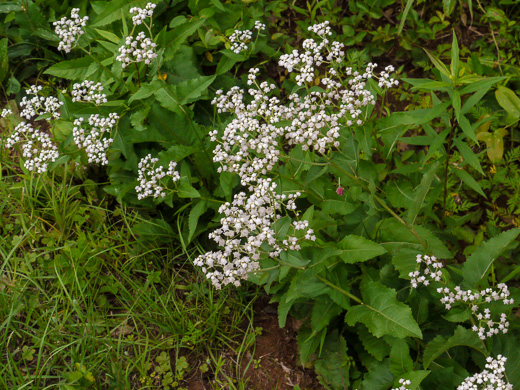 image of Parthenium integrifolium var. integrifolium, Common Wild Quinine