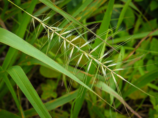 spikelet