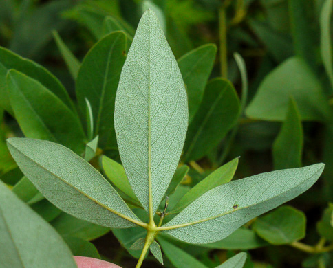 image of Baptisia bracteata, Creamy Wild Indigo