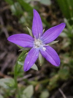 image of Triodanis biflora, Southern Venus's Looking-glass, Small Venus's Looking-glass