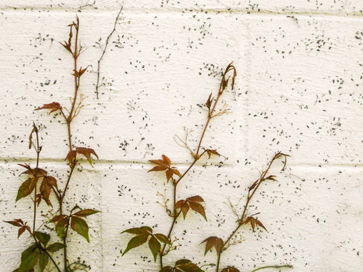 image of Parthenocissus quinquefolia, Virginia Creeper