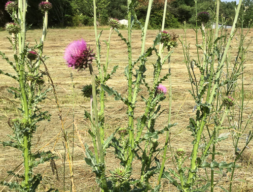 image of Carduus nutans, Nodding Thistle, Musk Thistle