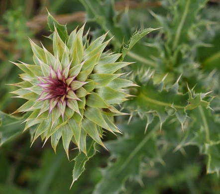 image of Carduus nutans, Nodding Thistle, Musk Thistle