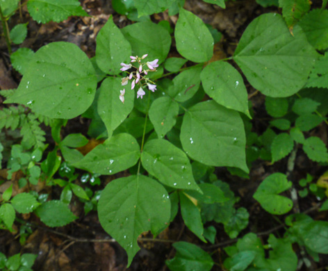 image of Hylodesmum glutinosum, Heartleaf Tick-trefoil, Clusterleaf Tick-trefoil, Pointedleaf Tick-Trefoil