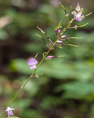 image of Hylodesmum glutinosum, Heartleaf Tick-trefoil, Clusterleaf Tick-trefoil, Pointedleaf Tick-Trefoil