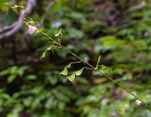 image of Hylodesmum glutinosum, Heartleaf Tick-trefoil, Clusterleaf Tick-trefoil, Pointedleaf Tick-Trefoil