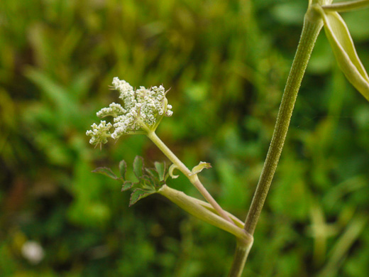 image of Angelica venenosa, Hairy Angelica, Downy Angelica, Deadly Angelica, Woodland Angelica