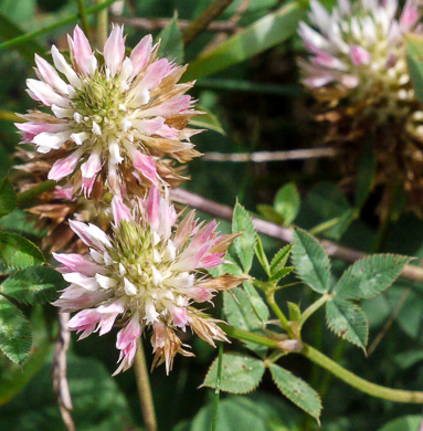 image of Trifolium vesiculosum, Arrowleaf Clover