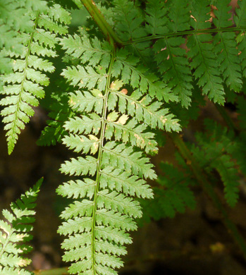 image of Dryopteris intermedia, Evergreen Woodfern, Fancy Fern, Intermediate Woodfern