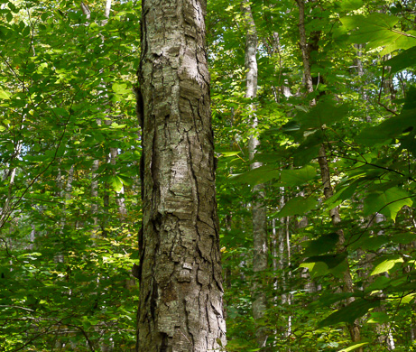 image of Lindera benzoin, Northern Spicebush, Wild Allspice