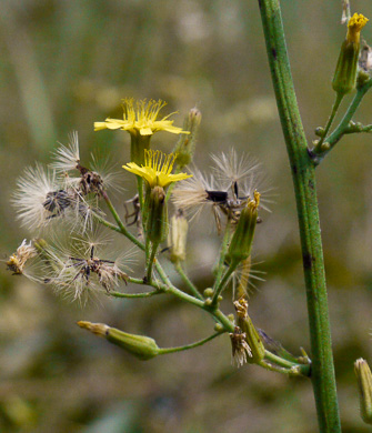 Hieracium gronovii, Hairy Hawkweed, Beaked Hawkweed