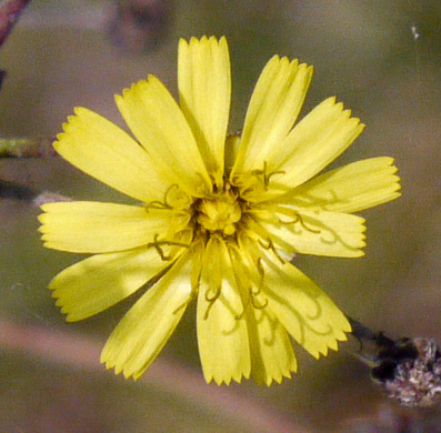 image of Hieracium gronovii, Hairy Hawkweed, Beaked Hawkweed