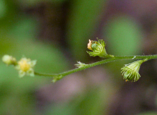 image of Agrimonia pubescens, Downy Agrimony