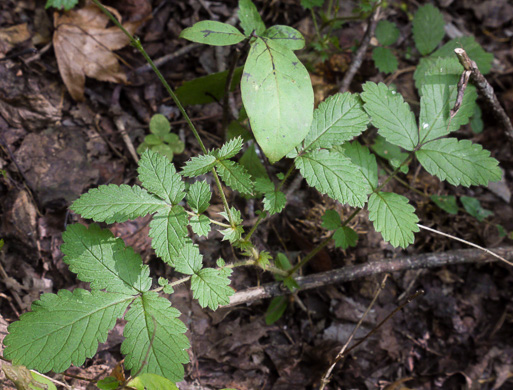 Agrimonia pubescens, Downy Agrimony