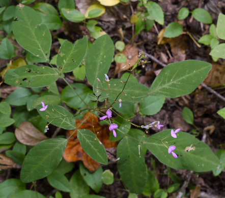 Desmodium perplexum, Perplexing Tick-trefoil, Dillen's Tick-trefoil