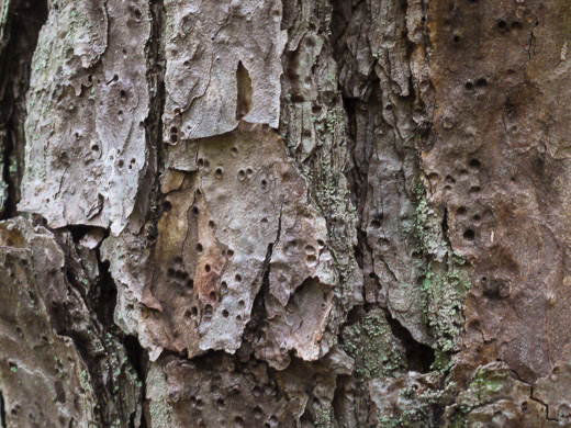 image of Pinus echinata, Shortleaf Pine, Yellow Pine, Rosemary Pine