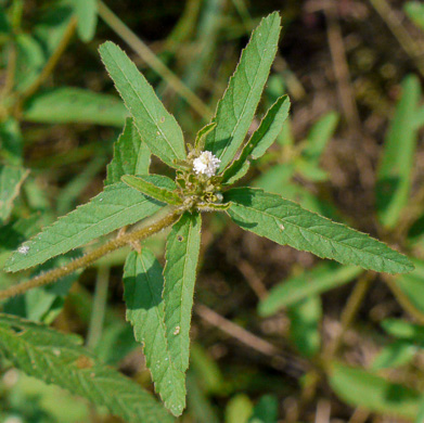 image of Croton glandulosus var. septentrionalis, Doveweed, Tooth-leaved Croton, Sand Croton, Northern Croton