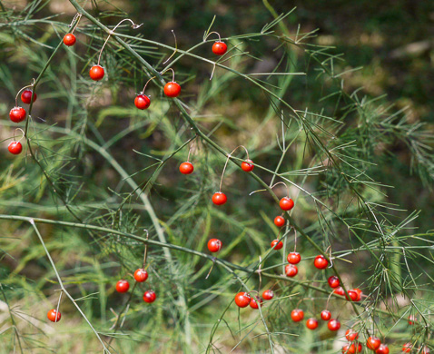 image of Asparagus officinalis, Garden Asparagus, Sparrowgrass