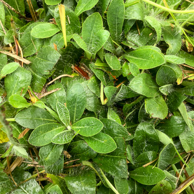 image of Pilosella officinarum, Mouse-ear Hawkweed