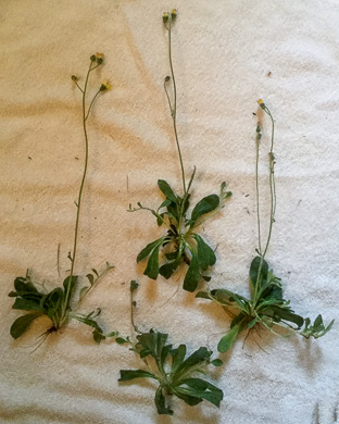 image of Pilosella officinarum, Mouse-ear Hawkweed