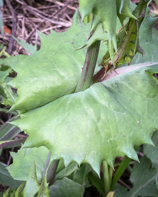 image of Sonchus asper, Prickly Sowthistle, Spiny-leaf Sowthistle