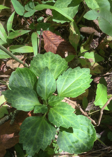 Allegheny Spurge (Pachysandra procumbens)