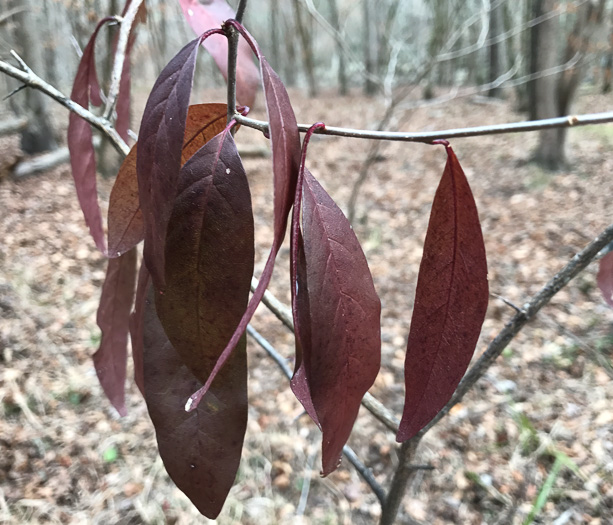 image of Sideroxylon lycioides, Buckthorn Bumelia, Buckthorn Bully, Carolina Buckthorn