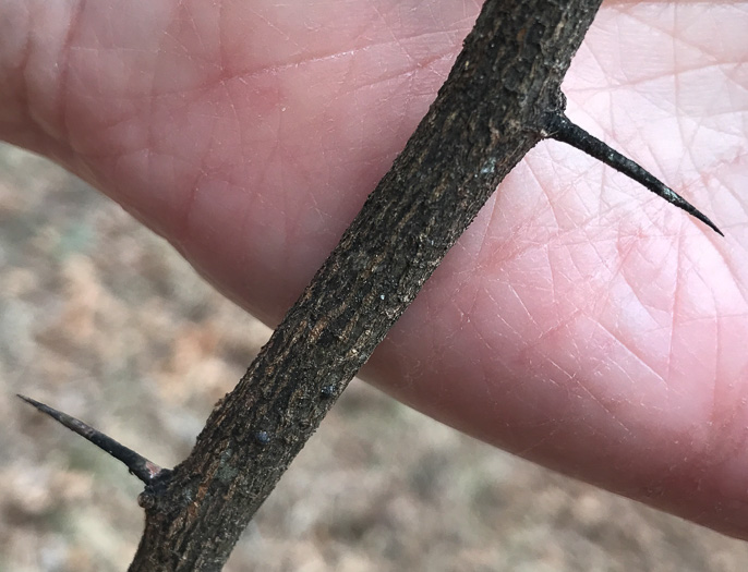 image of Sideroxylon lycioides, Buckthorn Bumelia, Buckthorn Bully, Carolina Buckthorn