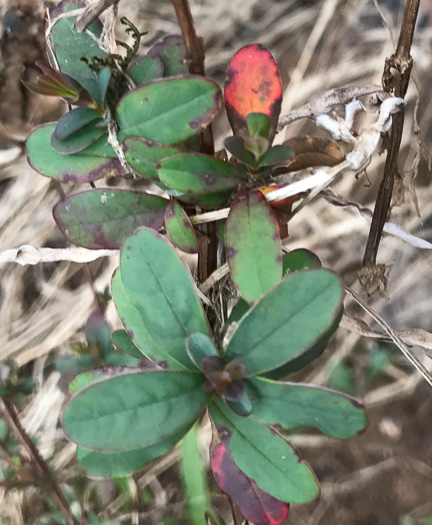 image of Hypericum nudiflorum, Early St. Johnswort, Naked St. Johnswort, Streamside St. Johnswort