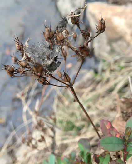 image of Hypericum nudiflorum, Early St. Johnswort, Naked St. Johnswort, Streamside St. Johnswort