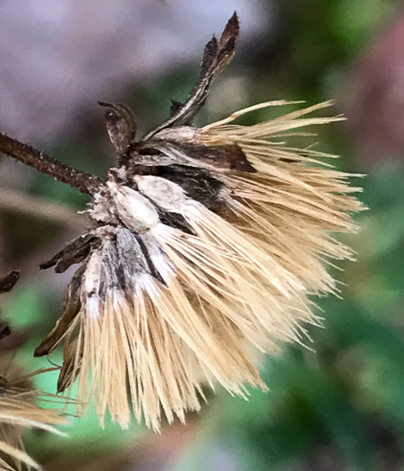 image of Chrysopsis mariana, Maryland Goldenaster