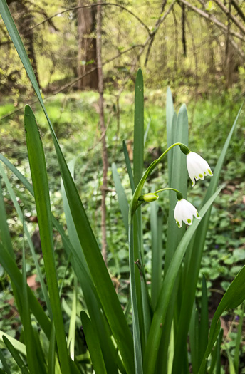 image of Leucojum aestivum, Summer Snowflake