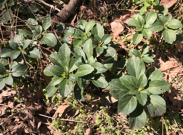 image of Pachysandra terminalis, Pachysandra, Japanese-spurge