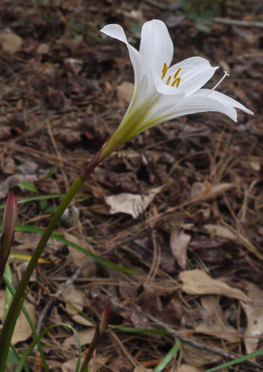 image of Zephyranthes atamasco, Common Atamasco-lily, Rain-lily, Easter Lily, Naked Lily