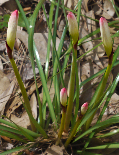 image of Zephyranthes atamasco, Common Atamasco-lily, Rain-lily, Easter Lily, Naked Lily