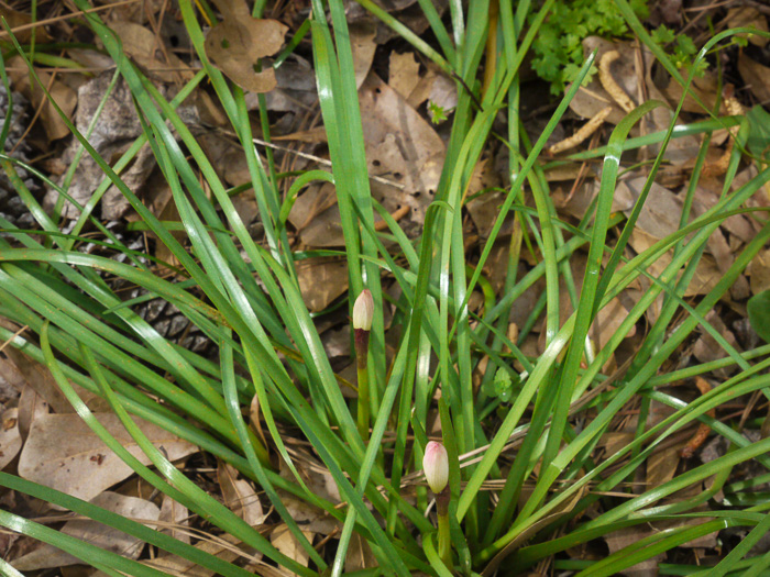 image of Zephyranthes atamasco, Common Atamasco-lily, Rain-lily, Easter Lily, Naked Lily