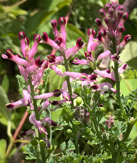 image of Fumaria officinalis, Fumitory, Earthsmoke