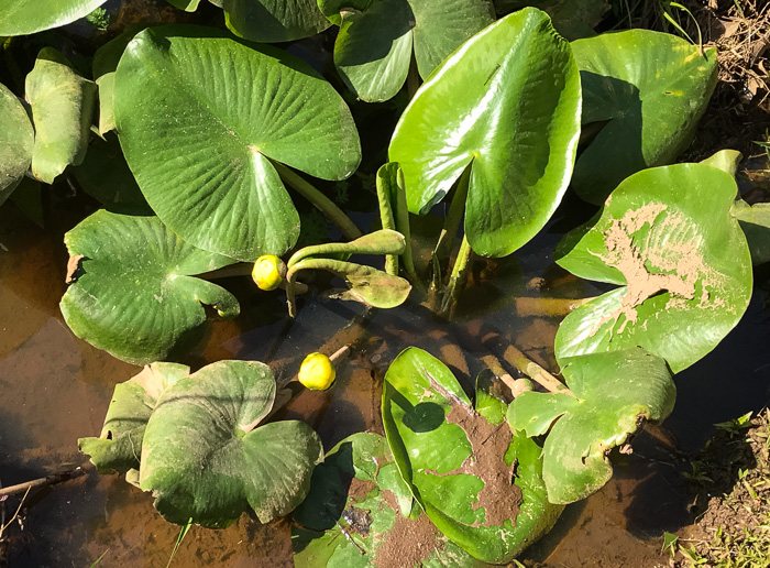 image of Nuphar advena, Spatterdock, Broadleaf Pondlily, Cow-lily, Yellow Pond Lily