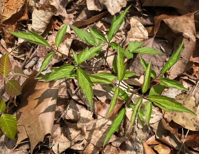 image of Clematis virginiana, Virgin's Bower