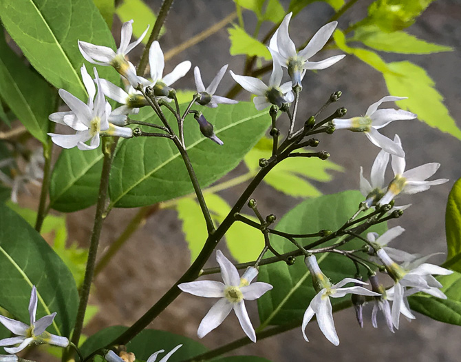 image of Amsonia tabernaemontana, Eastern Bluestar, Blue Dogbane, Wideleaf Bluestar