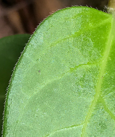 image of Vinca major, Bigleaf Periwinkle, Greater Periwinkle