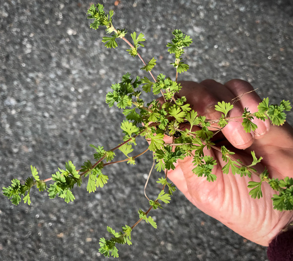 image of Aphanes australis, Parsley-piert, slender parsley piert