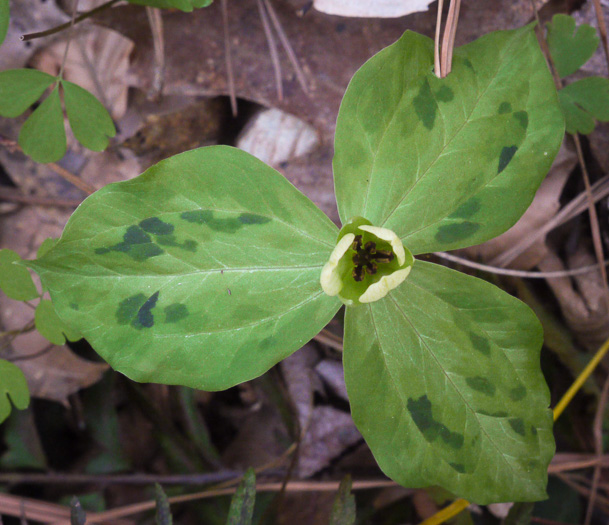 image of Trillium discolor, Pale Yellow Trillium, Faded Trillium, Small Yellow Toadshade, Savannah River Trillium