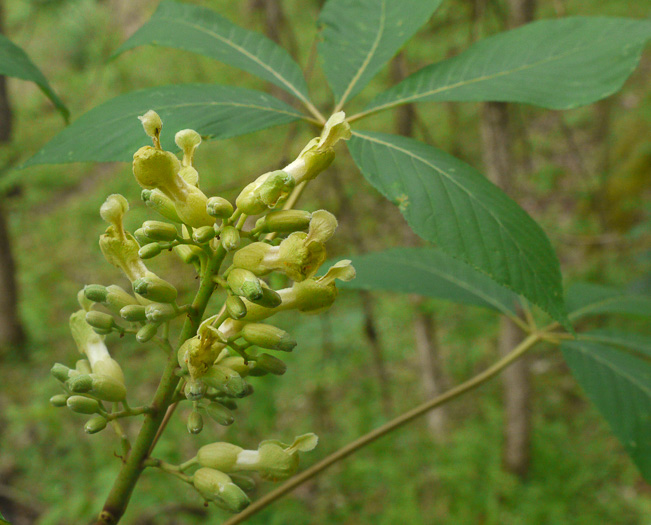 image of Aesculus sylvatica, Painted Buckeye